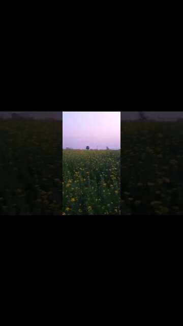 flowers 🌺 #shorts