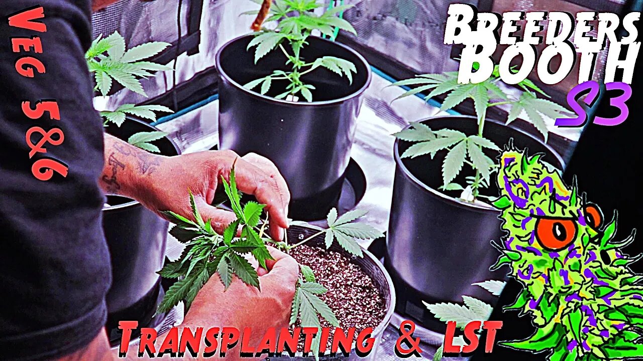 Breeders Booth S3 Ep. 4 | Veg Weeks 5 & 6 | Transplanting & LST ( Goodbuds Genetics )