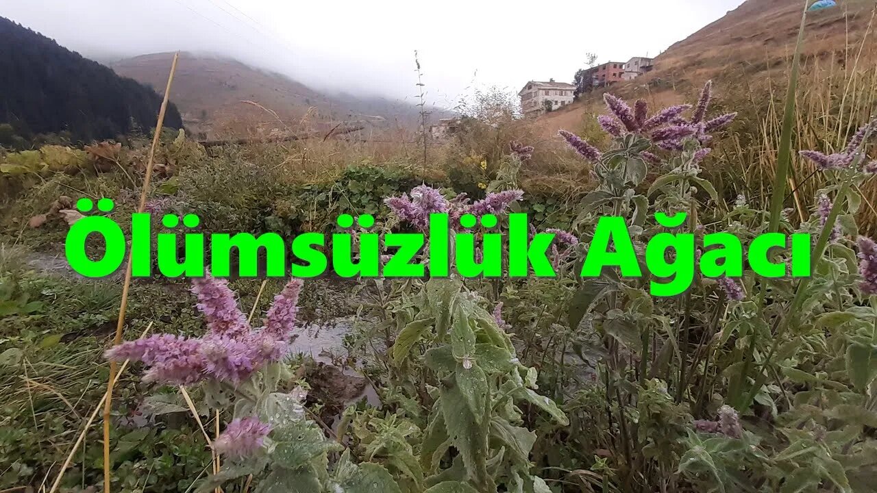 #menkıbe EN GÜZEL MENKIBELERDEN BİR BÖLÜM / "Ölümsüzlük Ağacı."
