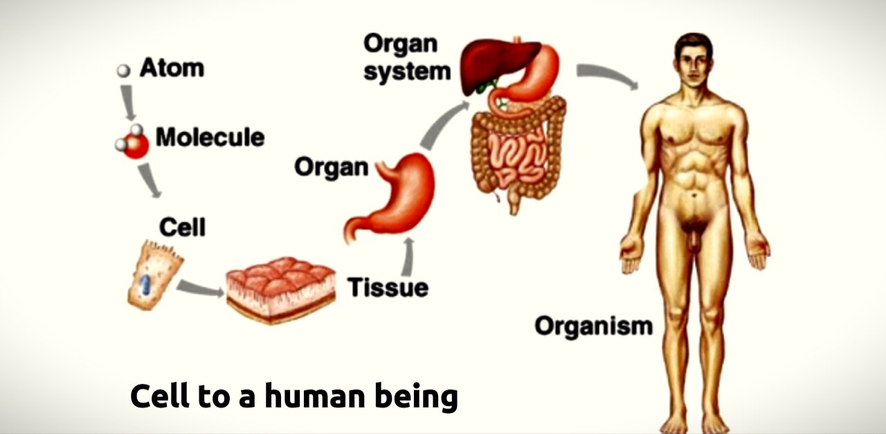Embryogenesis.