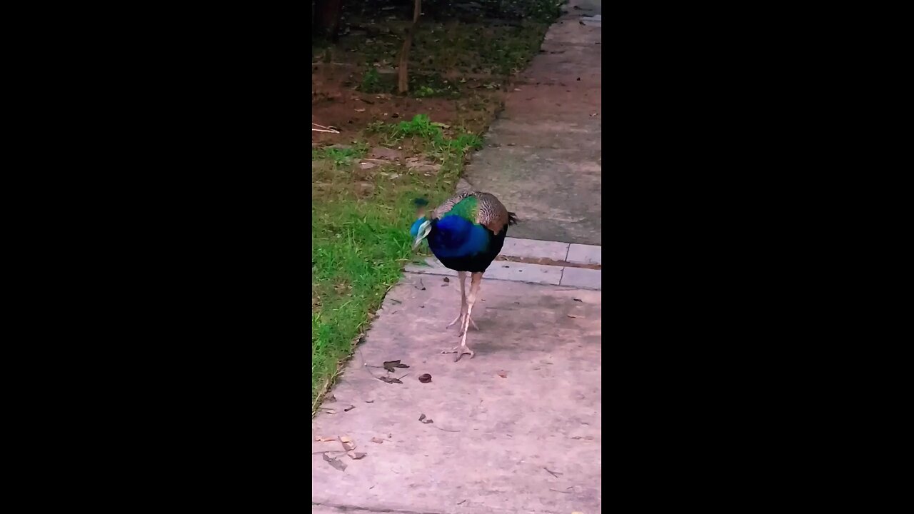 real voice of peacock