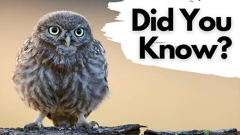 Things you need know about LITTLE OWLS!