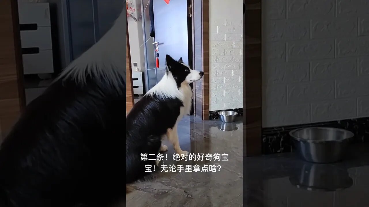 Are border collies smart