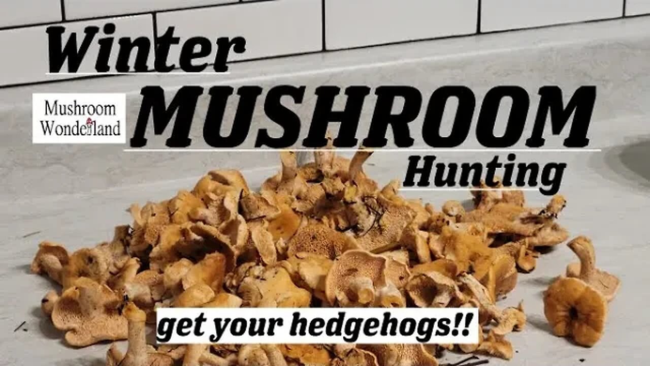 Winter Mushroom Hunting: Get your Hedgehogs!