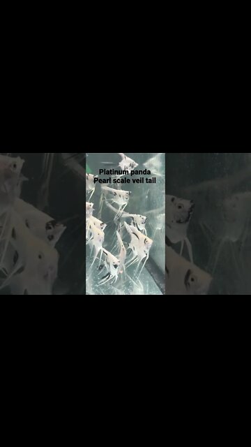 Platinum panda pearl scale 🤩 #angels #veiltail #AquaMalik #FishEZ #fish #aquarium #fishtank #angel