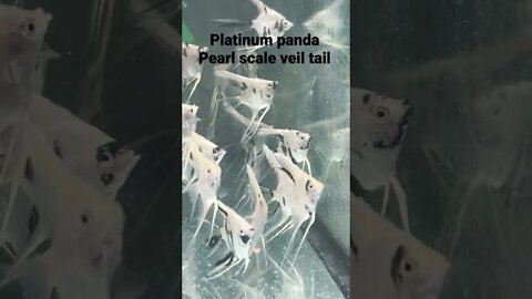 Platinum panda pearl scale 🤩 #angels #veiltail #AquaMalik #FishEZ #fish #aquarium #fishtank #angel