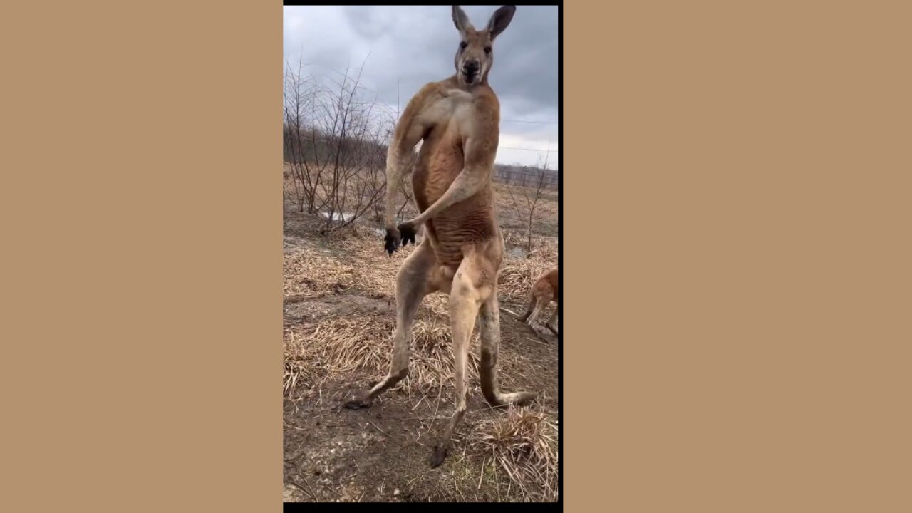 The pure power of kangaroo