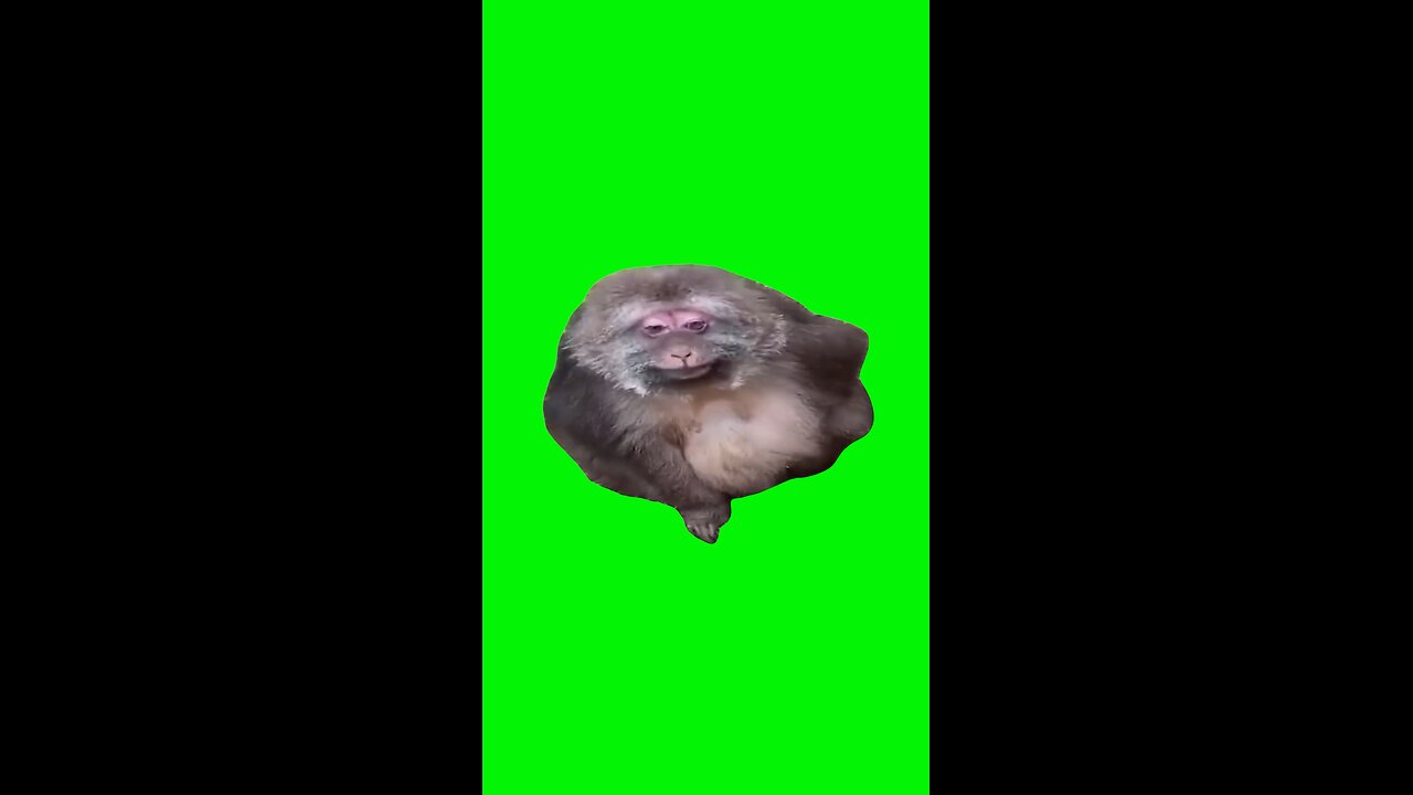 Smiling Monkey | Green Screen