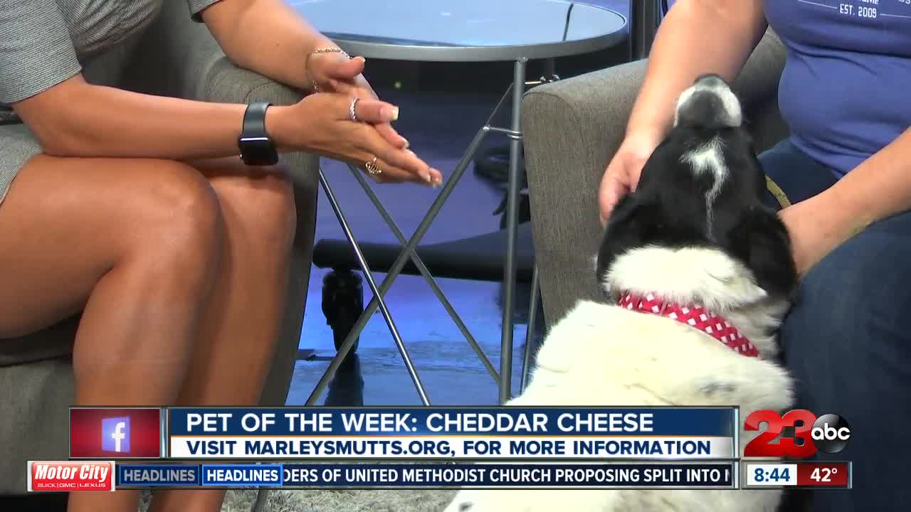 Pet of the Week: 2-year-old Cheddar Cheese