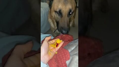 My dog stole my mango