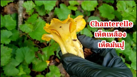 Foraging Chanterelle at Georgia on June 2021