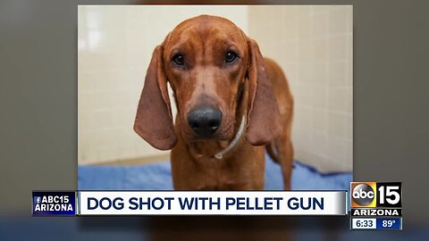 Dog recovering with foster family after being shot with pellet gun