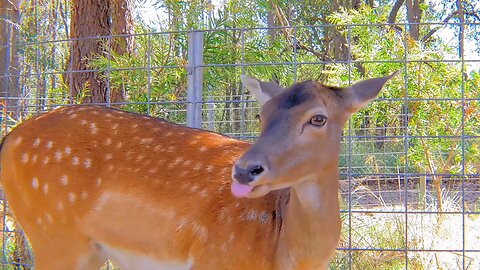 Cute and Funny Deer at Cohunu Koala Park in Byford Western Australia