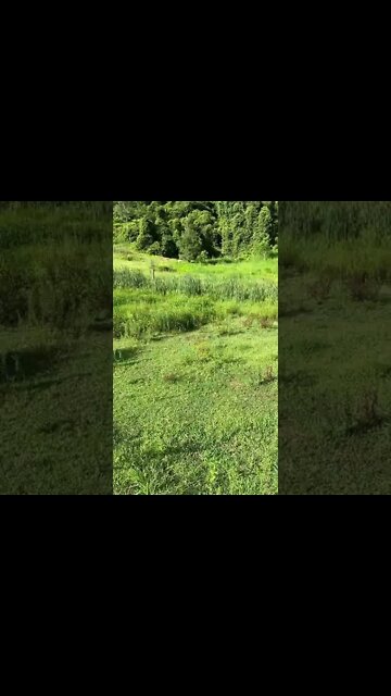 Pit bull lives on amazing farm