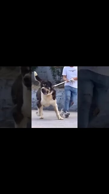 are these dogs or bears ? 🐻