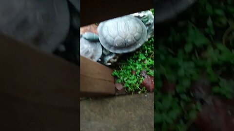 Turtle'n