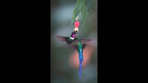 wildlife birds amazing video