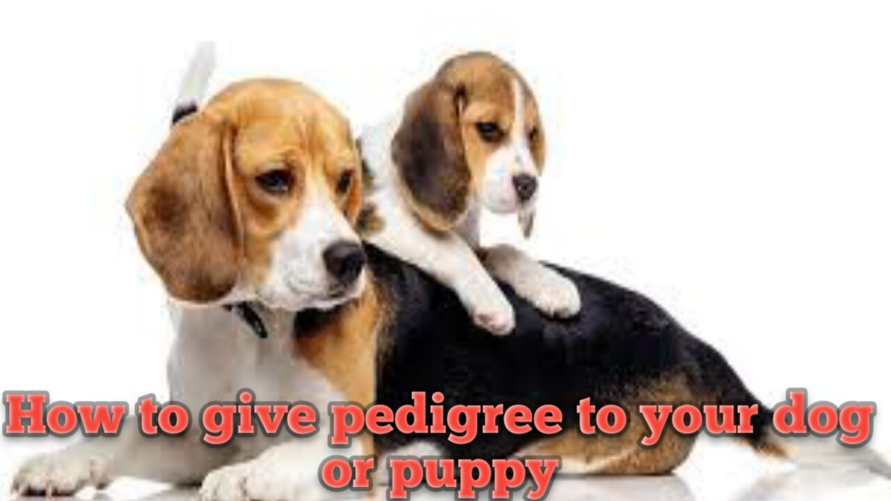 How to give pedigree to your dog or puppy