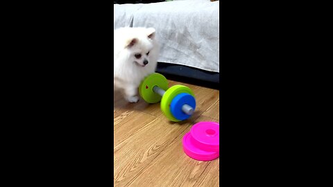 High IQ puppy save life of toys