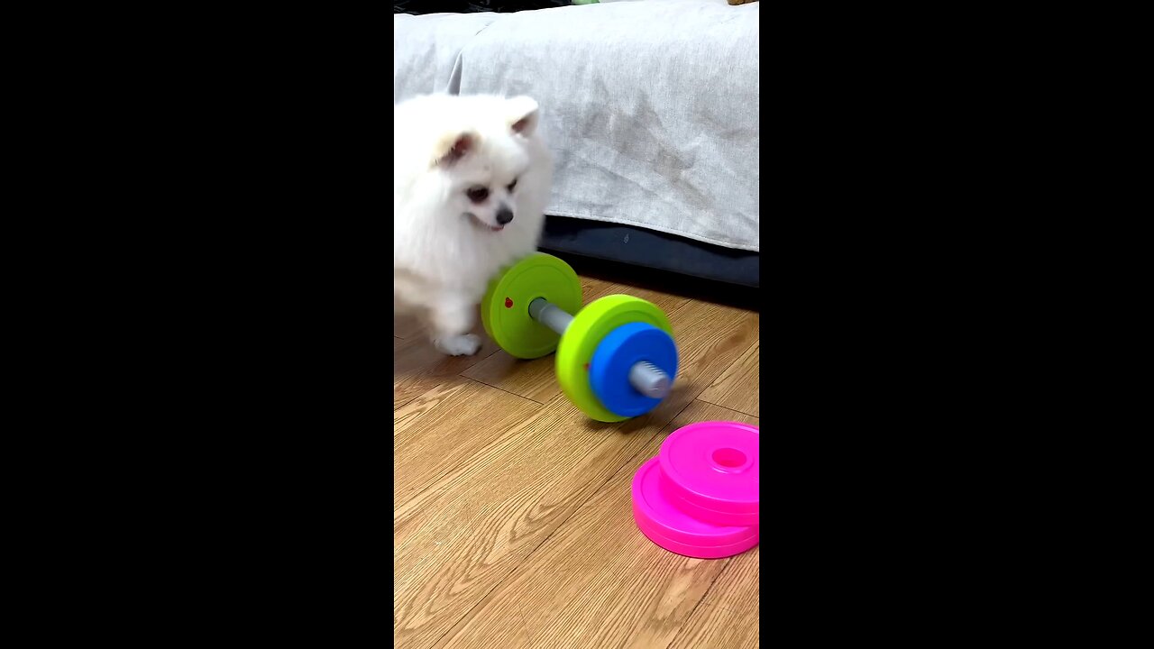 High IQ puppy save life of toys