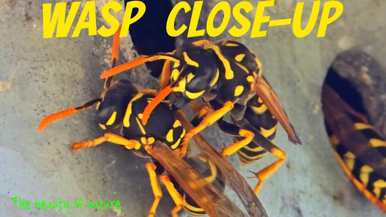 Wasps in close-up / beautiful wasps in nature / Wasps building a shelter.