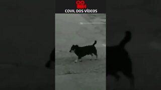 inacreditável cachorro cagou na parede