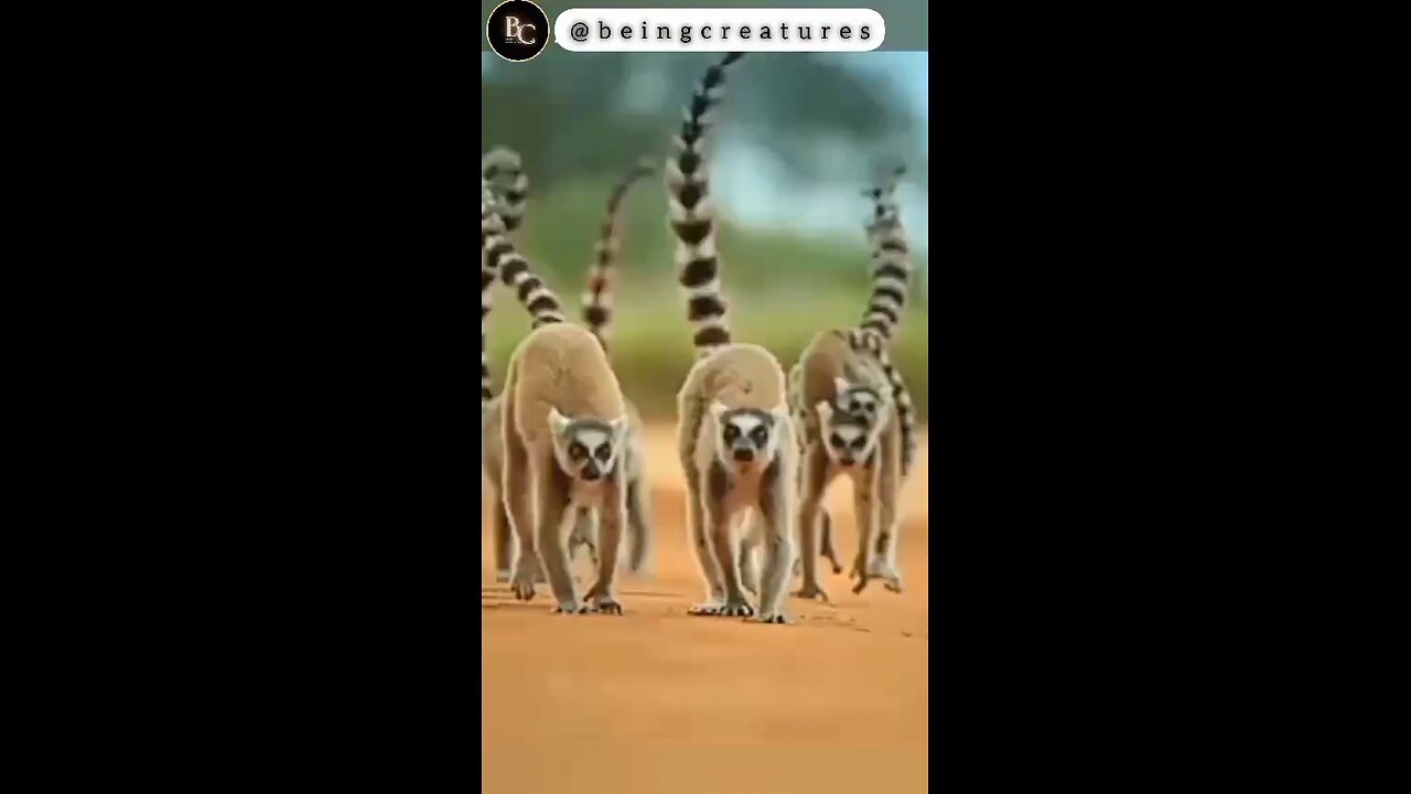 Gangsta Lemurs