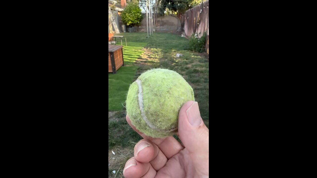 Max the Border Collie mix Loves to Play Fetch