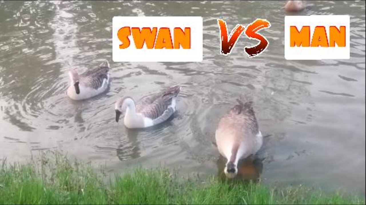 Funny Video 😂 SWAN Attack Me... Then Run 🏃‍♂️🏃‍♂️