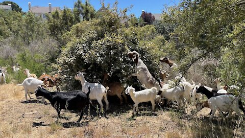 Using Goats To Prevent Wildfires
