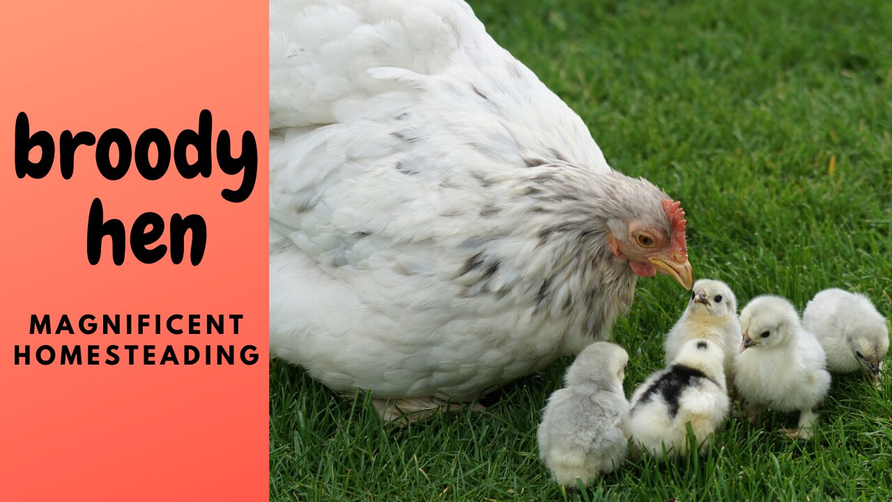 Mimi the Broody Hen Refuses to Leave Nest