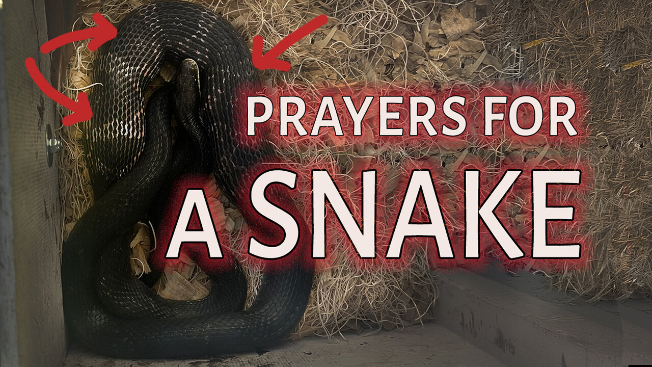 Prayers for a Snake