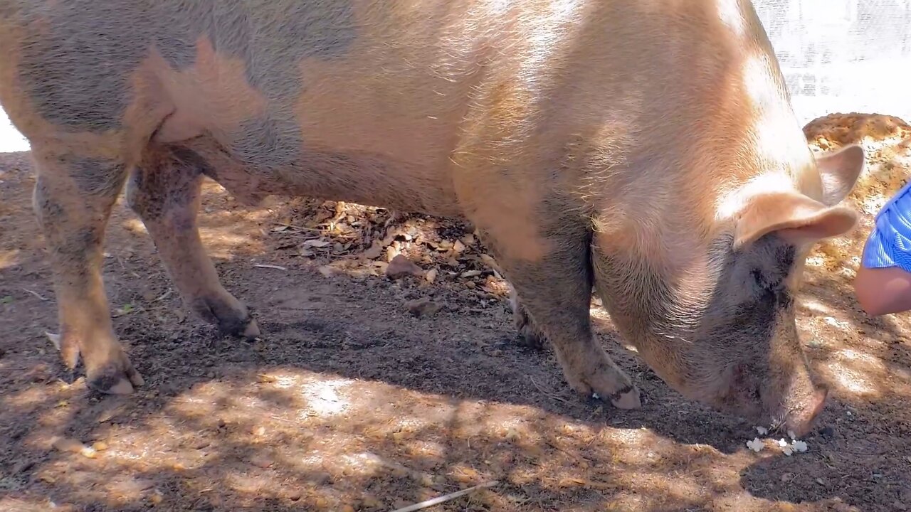 Big Pig Popcorn Feast at Cohunu Koala Park in Byford Australia