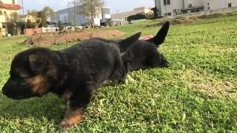 Puppy's Christmas Grooming #Puppy #Dogs #Shorts #Puppyvideo #Shortvideo #dog #doglover #cutedog