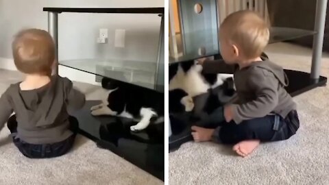 Cat is fighting with the baby when the baby is touching it