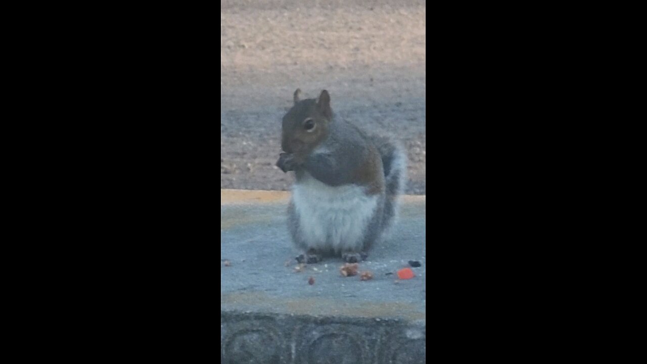 Radio controlled squirrel....