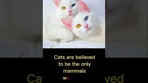 amazing Cat's Facts