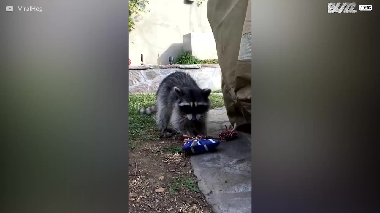 Procione si fa addomesticare da una coppia