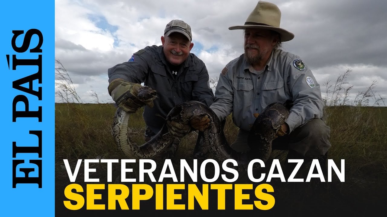 EE UU | Veteranos militares capturan serpientes invasoras en Florida | EL PAÍS