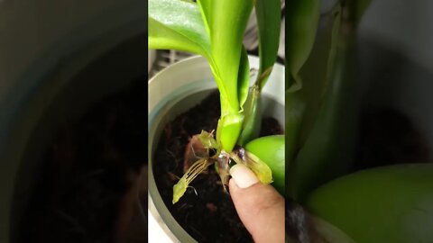 🛑Stop the Rot! 🛑 Protect orchid pseudobulbs from rot! #ninjaorchids #shorts