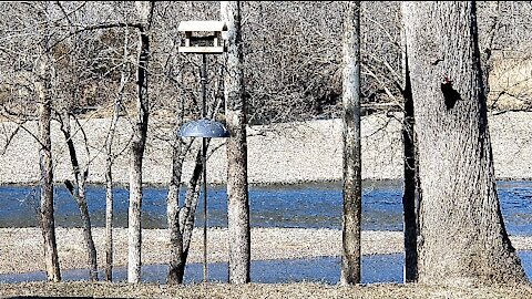 PETE AT THE FEEDER ON THE WHITE RIVER