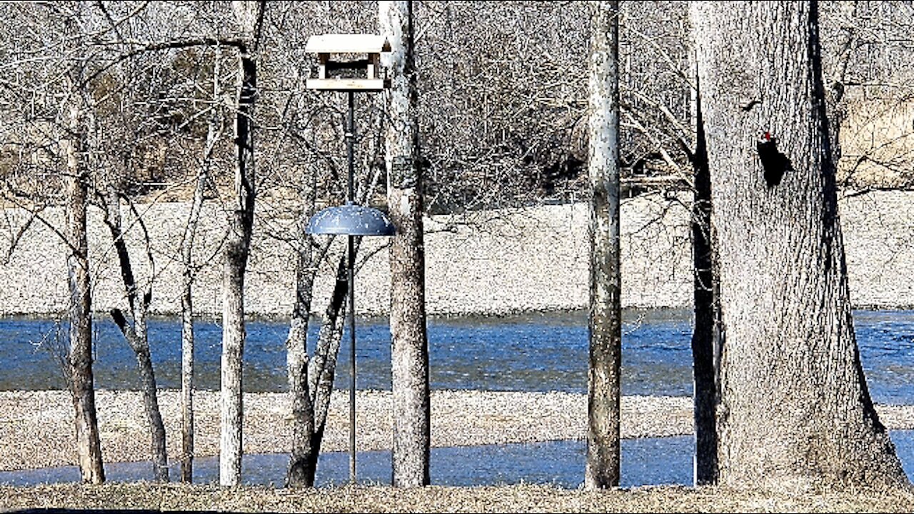 PETE AT THE FEEDER ON THE WHITE RIVER