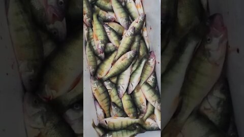 some lake Erie Gold hit the deck nice cooler of Yellow Perch on its way to the table!