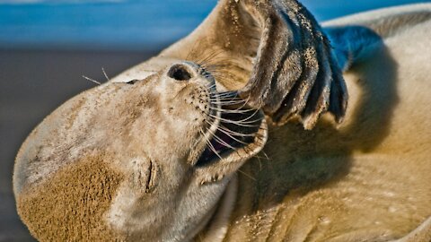 Cute seal sneeze