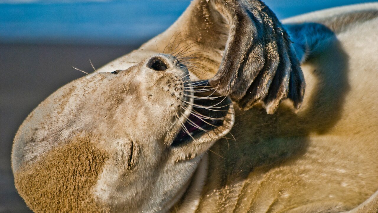 Cute seal sneeze