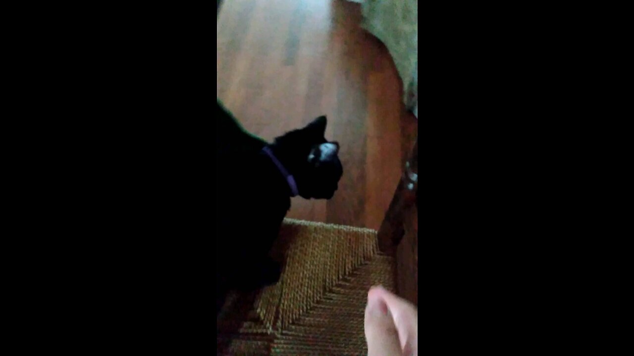 Playing with my cat