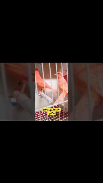 أجمل إناث الكناري جاهزة للتزاوج