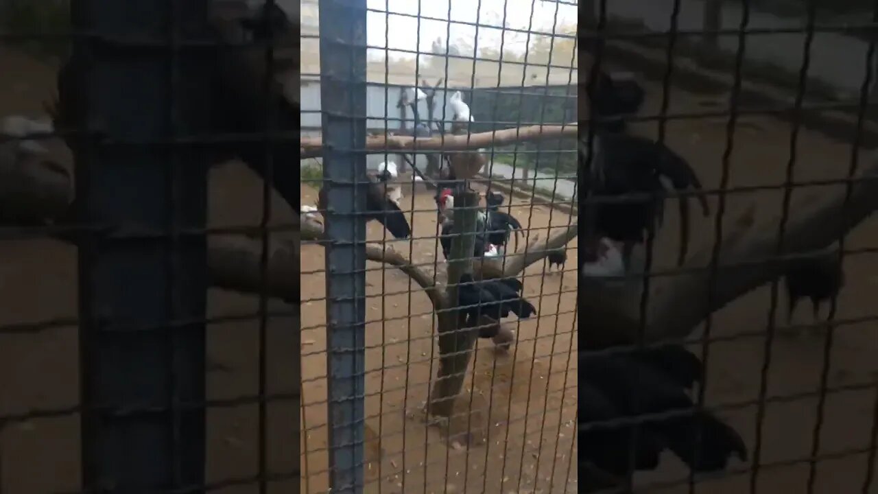 Expensive White and black pigeons breeds with long tails 12.10.22