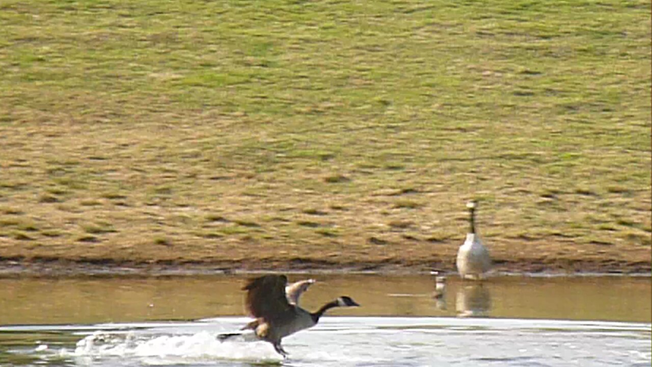 Geese flying above and into pond.