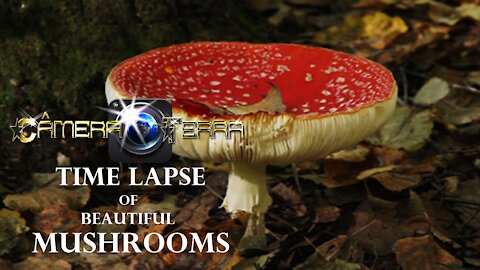 🌎 Time-Lapse Mushroom |2021